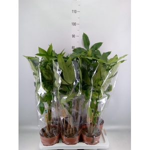 Pachira aquatica