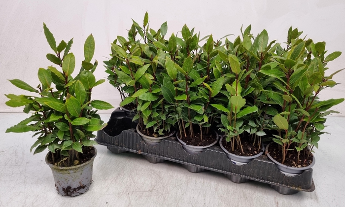 <h4>LAU NOBILIS</h4>