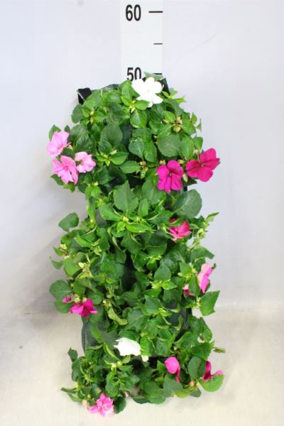 <h4>Impatiens wall.   ...</h4>