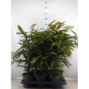 Ficus binn. 'Amstel King'
