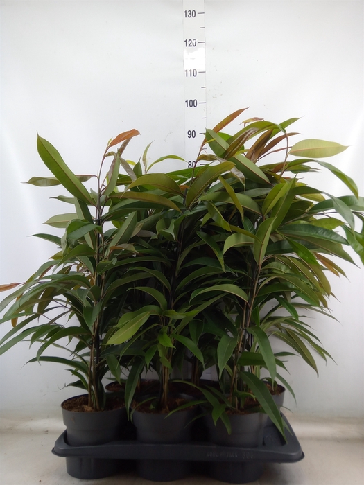 <h4>Ficus binn. 'Amstel King'</h4>