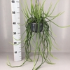 Rhipsalis