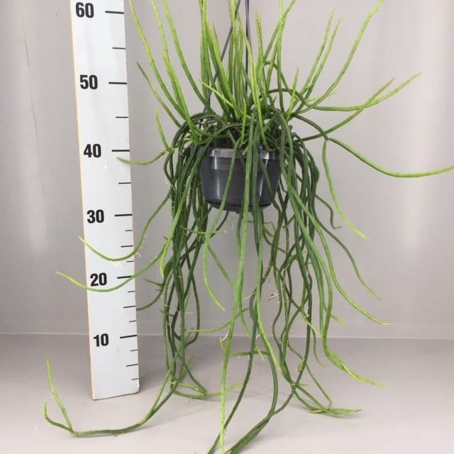 <h4>Rhipsalis   ...</h4>