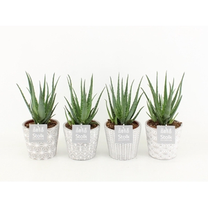 Aloe Mohawk in Star pot