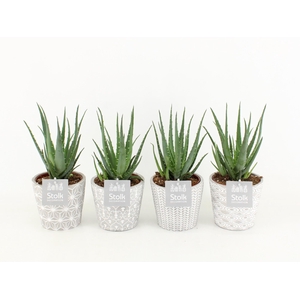 Aloe Mohawk in Star pot