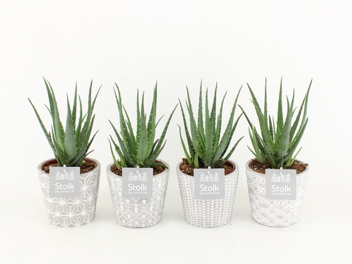 <h4>Aloe Mohawk in Star pot</h4>