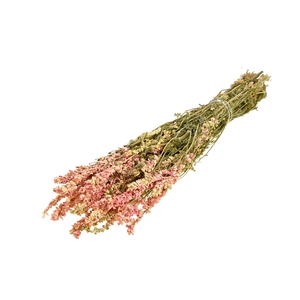 Delphinium Sb Natural Pink