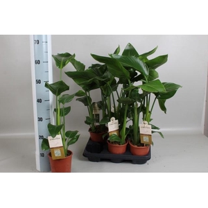 STRELITZIA NICOLAI