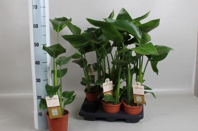 <h4>STRELITZIA NICOLAI</h4>