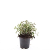 Fuchsia Madame Cornelissen
