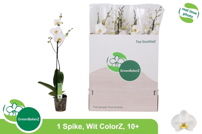 <h4>PHAL OV WIT</h4>