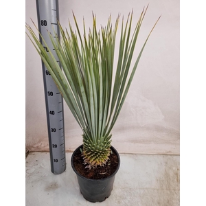 YUC ROSTRATA