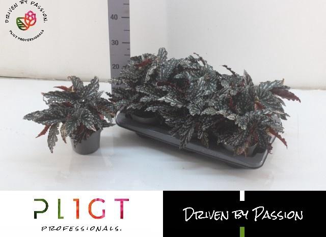 <h4>BEG MA SPOTL  DARK</h4>