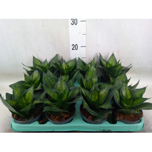 Sansevieria trifa. 'Hahnii'