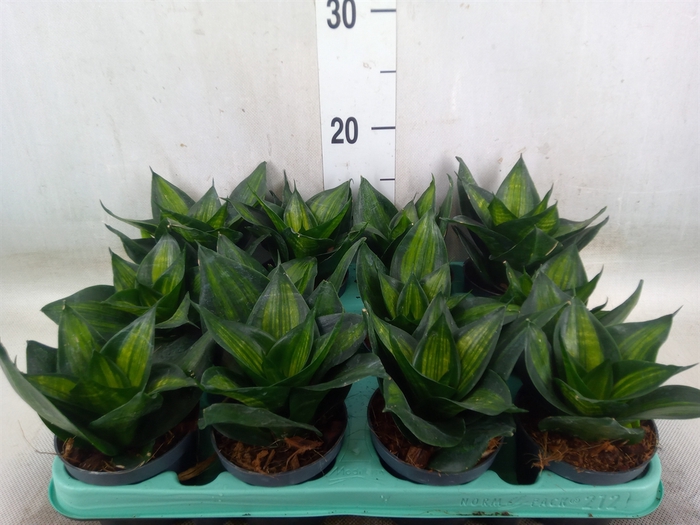 <h4>Sansevieria trifa. 'Hahnii'</h4>