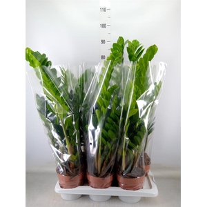 Zamioculcas zamiifolia