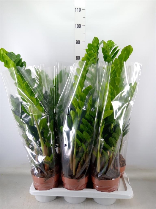 <h4>Zamioculcas zamiifolia</h4>