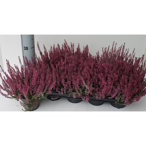 CALLU GA G AMETHYST