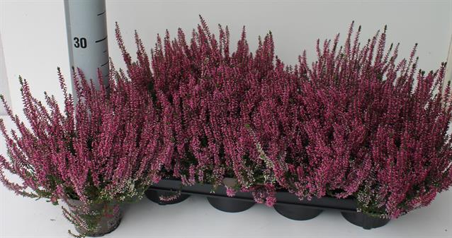 CALLU GA G AMETHYST
