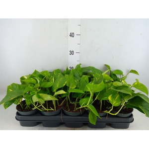 Epipremnum pinn. 'Aureum'