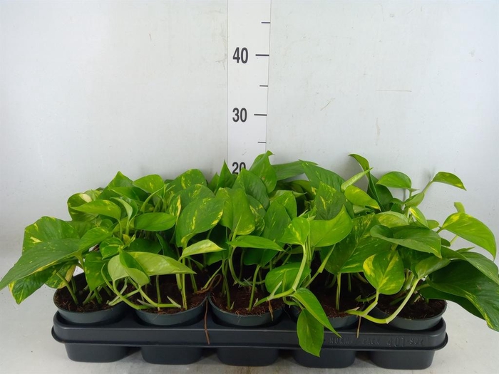 <h4>Epipremnum pinn. 'Aureum'</h4>