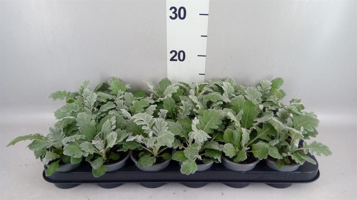 <h4>Jacobaea maritima</h4>