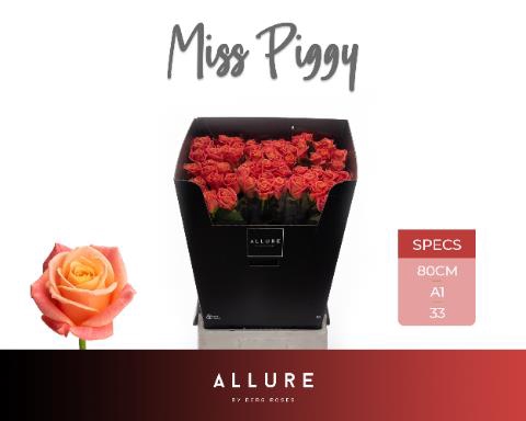 <h4>R GR MISS PIGGY+</h4>