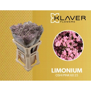 Limonium Safora Oshi Pink Klaver