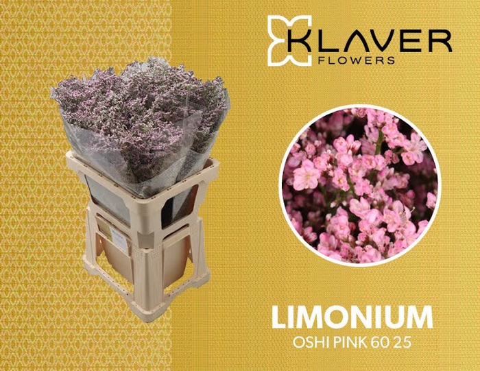 <h4>Limonium Safora Oshi Pink Klaver</h4>