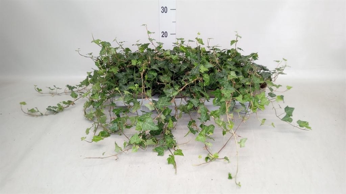 <h4>Hedera hibernica</h4>