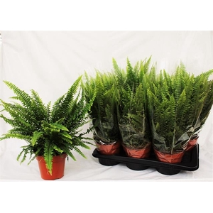 Nephrolepis exa. Green Lady 17Ø 50cm