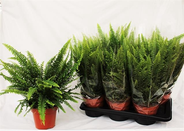 Nephrolepis exa. Green Lady 17Ø 50cm