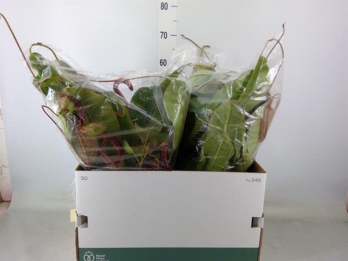 <h4>Nepenthes    ...</h4>