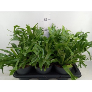 Asplenium nidus 'Crissie'