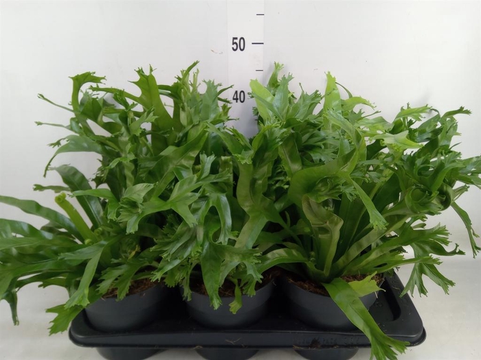 <h4>Asplenium nidus 'Crissie'</h4>