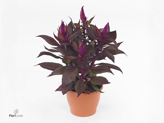 CEL PL KEL FIRE PURP