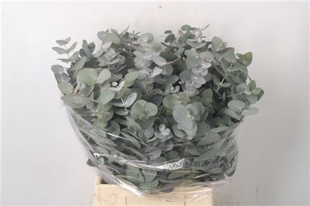 <h4>Euc Cinerea Per Bunch 150 Gram</h4>