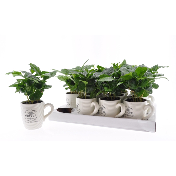 <h4>COFFEA ARABICA</h4>