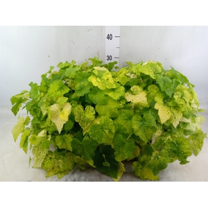 Tolmiea menziesii   ...variegated