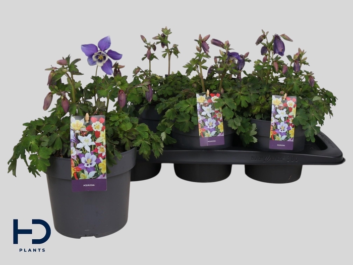 <h4>AQUIL CAERULEA</h4>