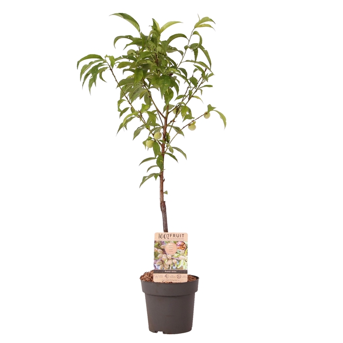 <h4>Prunus Dulcis Patioboom</h4>