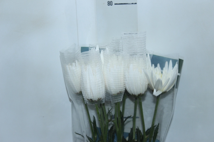 <h4>ANASTASIA HERRERA 080 CM BRANCO</h4>