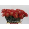 Nutans Ayoba Red