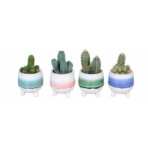 CACTUS MIX P6 L 712