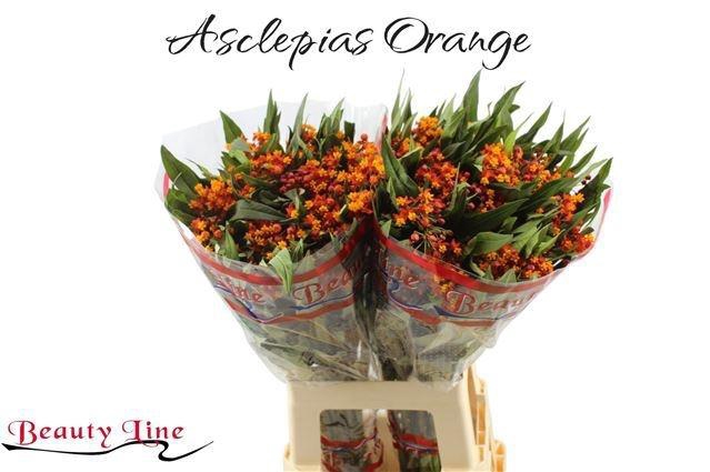 <h4>ASCL C SILKY GOLD</h4>