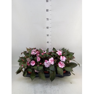 Impatiens NG 'ColPow Rose'