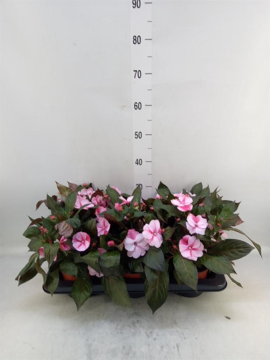 <h4>Impatiens NG 'ColPow Rose'</h4>
