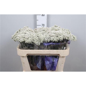 Ozothamnus  'Cooks Snow White'