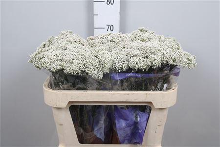 <h4>Ozothamnus  'Cooks Snow White'</h4>