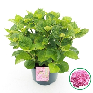 Hydrangea macr. Roze C5 (23cm.) Kn.